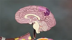 The digestive system: Origin, structure, and evolution